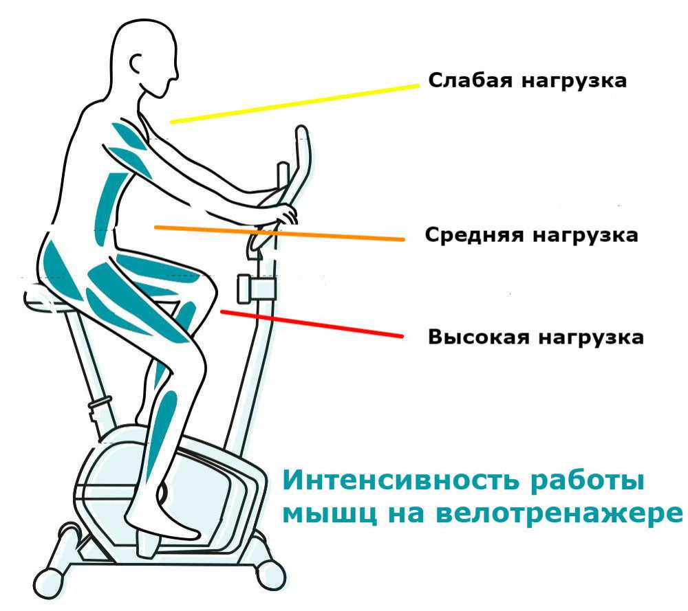 Какие мышцы задействованы при велоезде?