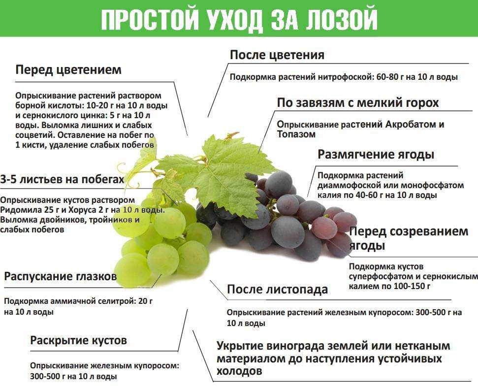Как применить виноград при диетической системе питания