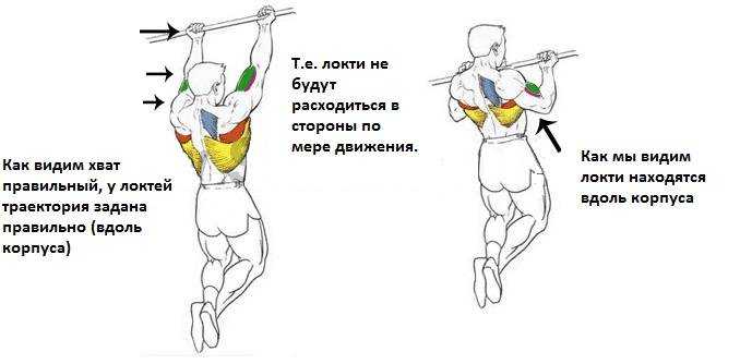 Какие мышцы работают при подтягивании на турнике обычным хватом показать на рисунках