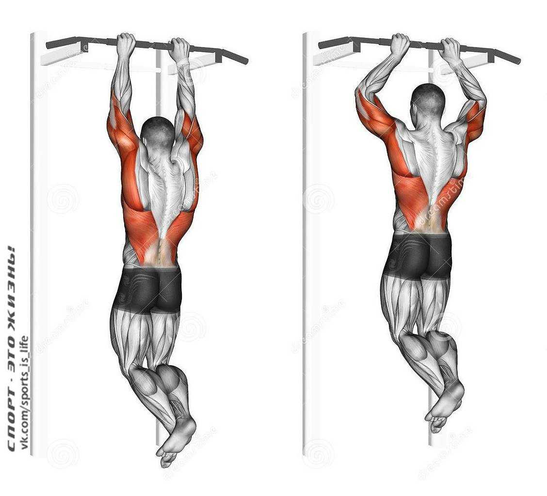 Какие мышцы работают при подтягивании на турнике обычным хватом показать на рисунках