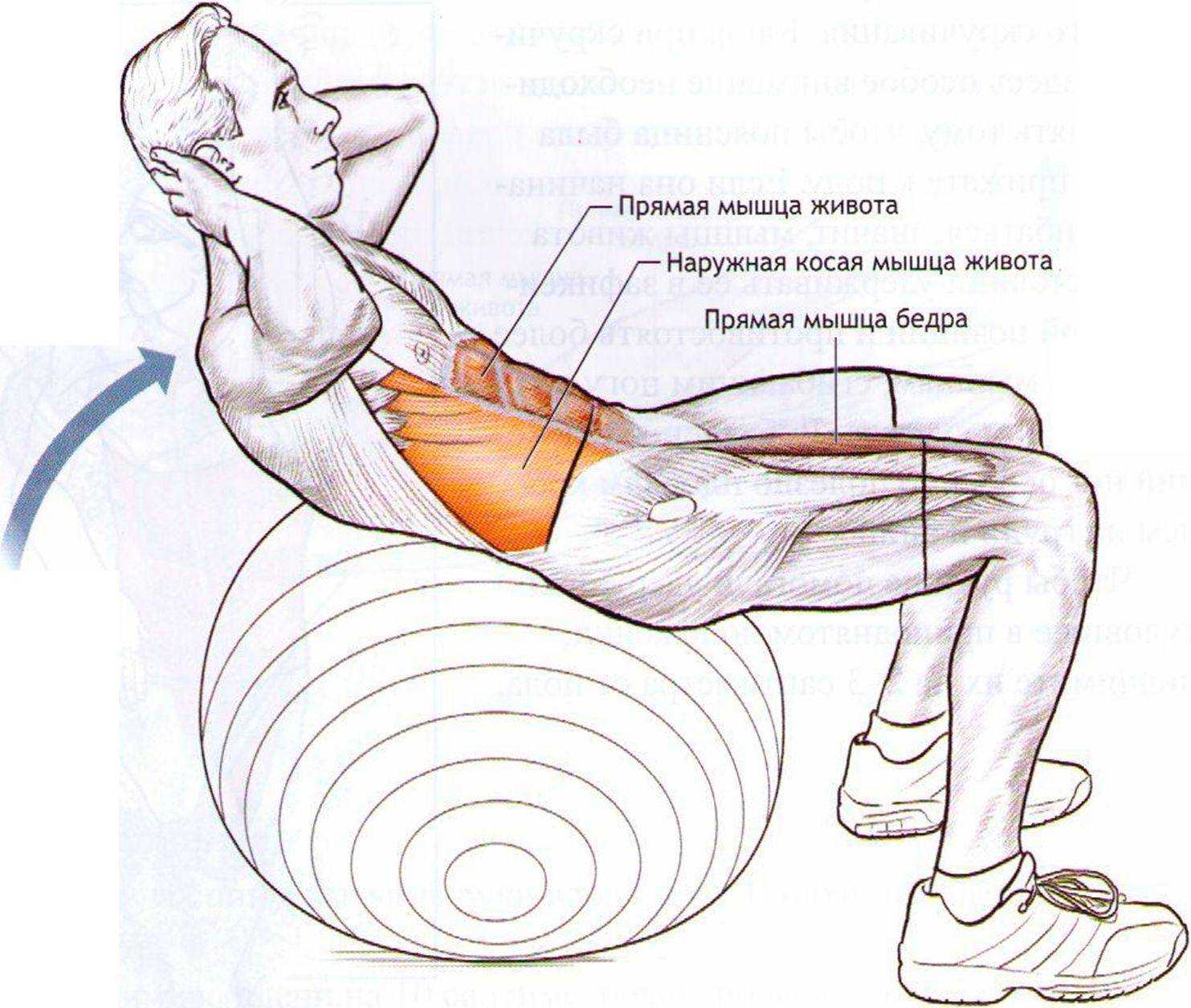 Эксцентрический режим мышцы. Упражнения для пресса. Упражнения для мышц. Упражнения для мышц живота. Упражнения на косые мышцы живота.
