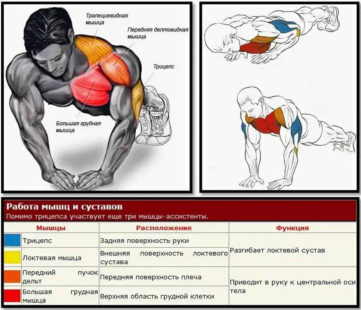 Основные отжимания. Мышцы задействованные при отжимании от пола. Какие мышцы качают отжимания. Прокачка грудных мышц отжиманиями от пола. Алмазные отжимания мышцы задействованы.
