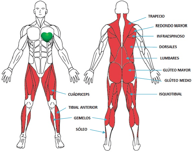 Какие мышцы качаются при беге. Мышцы при ходьбе. Мышцы задействованные при ходьбе. Мышцы задействованные при беге. Мышцы задействованные при ходьбе на дорожке.