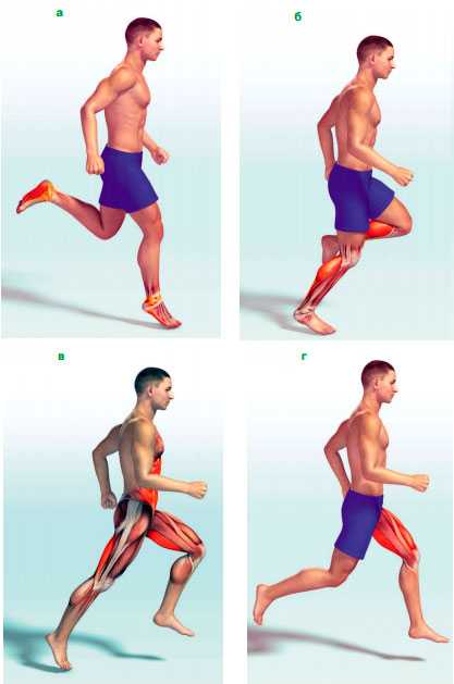 Какие мышцы качаются при беге. Бег мышцы. Мышцы задействованные при беге. Какие мышцы работают при б. Бег группы мышц.