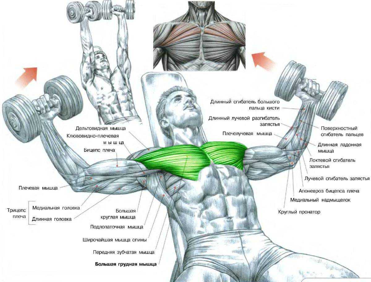 тренировка для мужчин мышц груди фото 9