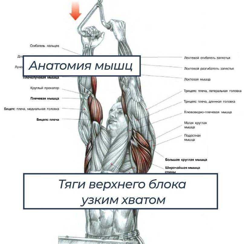Какие мышцы работают при подтягивании на турнике обычным хватом показать на рисунках